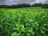 Dirty Bird™ Food Plot Seed