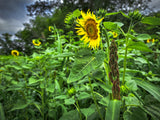 Dirty Bird™ Food Plot Seed