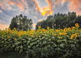 Sunflower Food Plot Seed