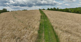 RC Big Rock Switchgrass Food Plot Seed