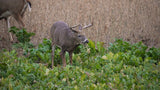 Big Sexy™ Food Plot Seed