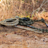 8mm Predator™ Sewn & Spliced Tree Tether & Lineman's Belts (Main Line Only)