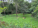Shady Patch: Best Food Plot Seeds for Deer – No-Till Blend