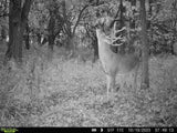 Dominant Scrape