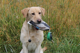HuntEmUp Premium Duck Dog Training Dummy Mallard Bumper for Retrievers