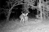 Dead Stop Antler Pro +