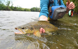 Quill Gordon Classic Dry Fly - 6 Flies Size 14