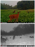 Big Sexy™ Food Plot Seed