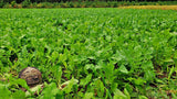 Boss Brew™ Food Plot Seed