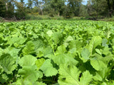 Brassica Food Plot Seed Mix