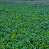 Brassica Food Plot Seed Mix