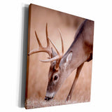 3dRose A male whitetail deer grazes in a meadow of dry grass... - Museum Grade Canvas Wrap (cw_258026)