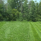 Clover Blend Food Plot Seed