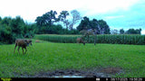 Comeback Kid™ Food Plot Seed