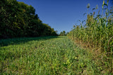 Winter Wheat Food Plot Seed