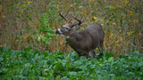 Big Sexy™ Food Plot Seed
