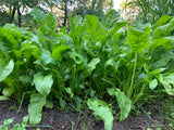 Beet Down™ Food Plot Seed