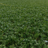 Radish+