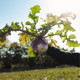 Turnips