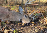Bristled Up Rutting Buck Urine - Aggressive Buck Urine for Peak Rut Territory Challenge