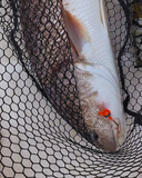Magictail Round Head Big Eye Jigs 3pks