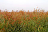 Indiangrass Habitat Seed