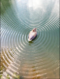 The Wobbler Motion Duck Decoy