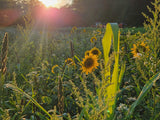 Dirty Bird™ Food Plot Seed