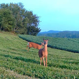 Clover Blend Food Plot Seed