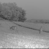 Clover Blend Food Plot Seed