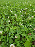 Comeback Kid™ Food Plot Seed