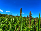Dirty Bird™ Food Plot Seed