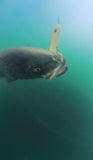 Magictail Top Water Spook Lures