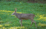 Comeback Kid™ Food Plot Seed