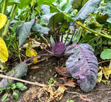 Wingman™ Food Plot Seed