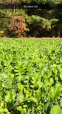 Hall Pass™ Food Plot Seed