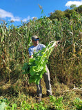 Bombshell™ Food Plot Seed