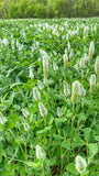 BIG TINE FOUNDATION CLOVER