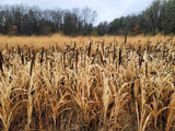 Japanese Millet Food Plot Seed