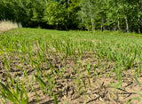 Winter Rye Food Plot Seed