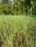 Winter Rye Food Plot Seed