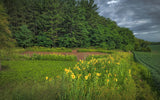 Dirty Bird™ Food Plot Seed