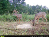 Pre-Game™ Deer Feed