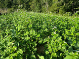 Overhaul™ Food Plot Seed