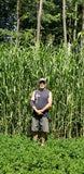 Incognito™ Food Plot Seed