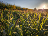 Landing Strip™ Food Plot Seed