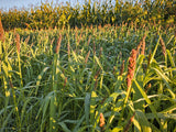Landing Strip™ Food Plot Seed
