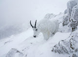 Real Wild 3D Mountain Goat Foam Archery Target
