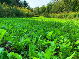 No BS™ Food Plot Seed