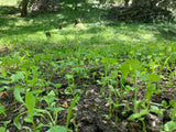 No BS™ Food Plot Seed